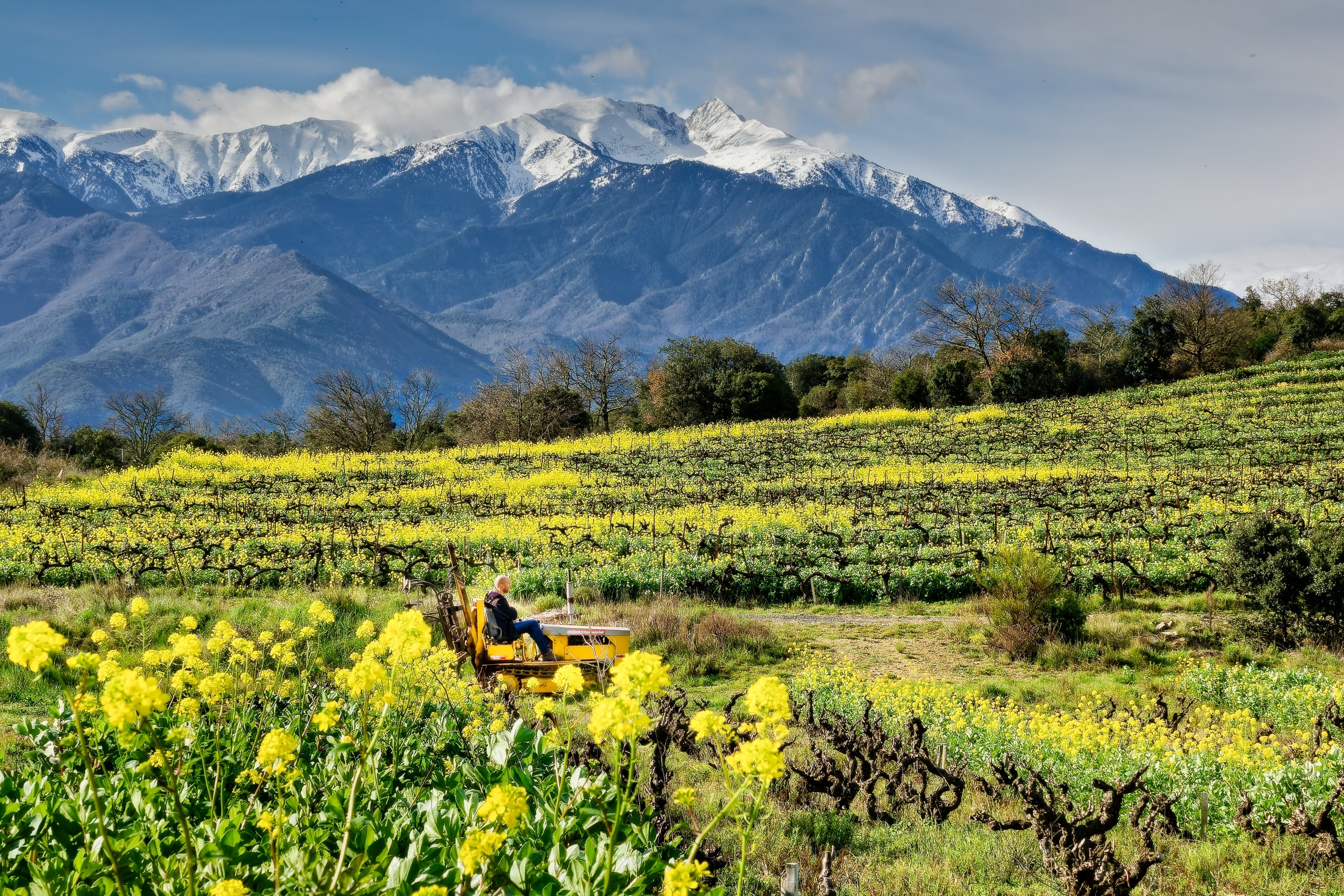 vignes, Fleurs de moutarde et canigou
