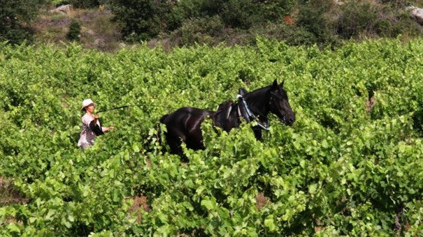 horse and winemaker