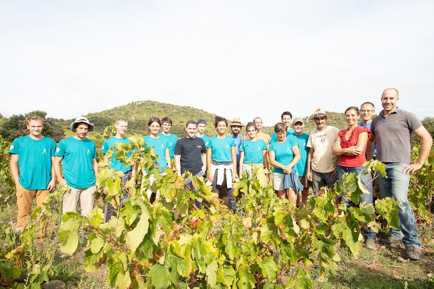 Vendangeurs au mas llossanes