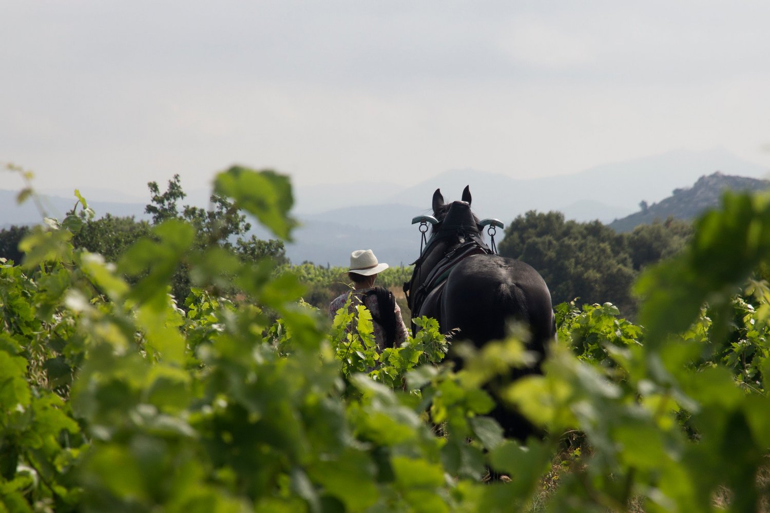 balade à cheval dans vignoble