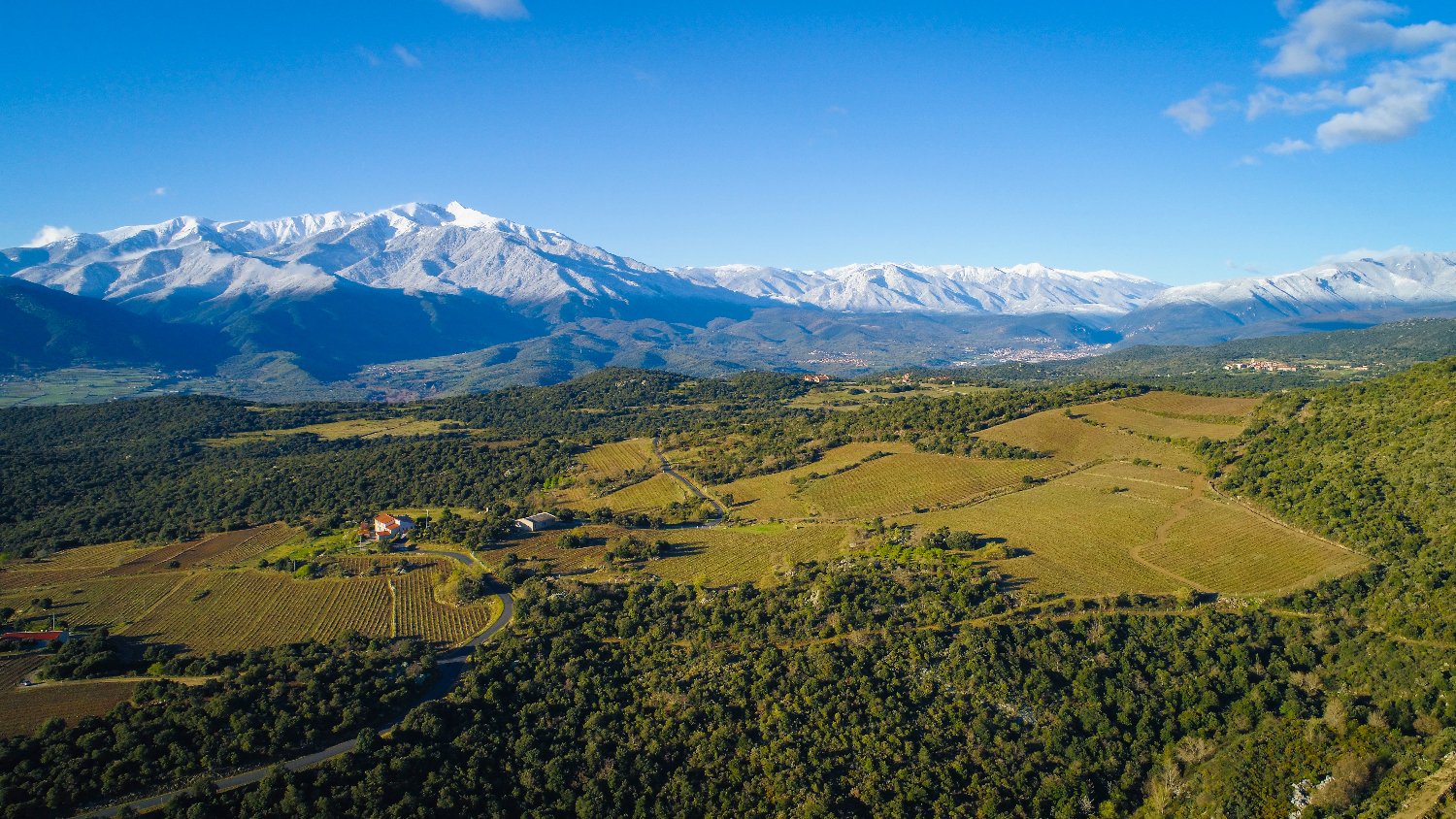 Vue du vignoble mas llossanes et canigou enneigé 