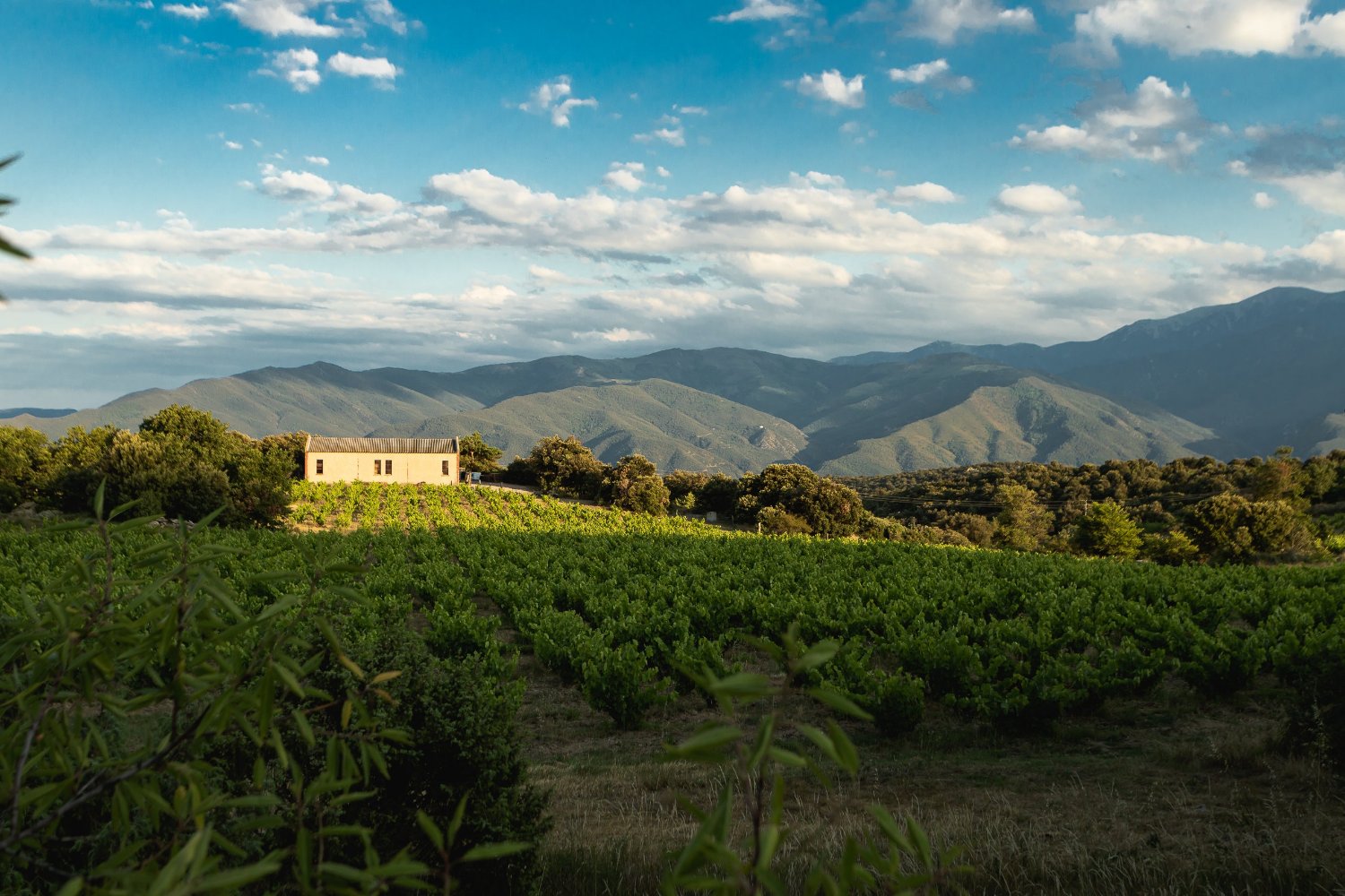 vignoble d'altitude, hangar et montagnes en fond